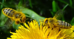 Die fleißigen Bienen